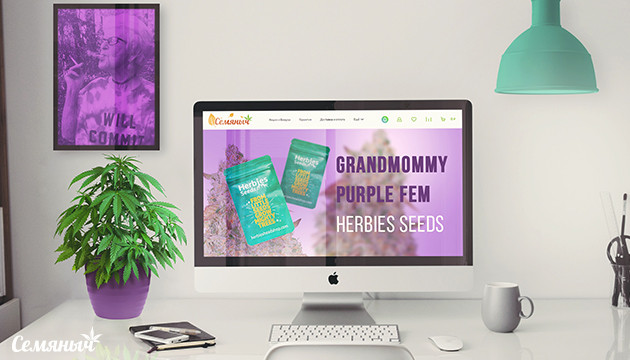 Гроурепорт сорта Grandmommy Purple