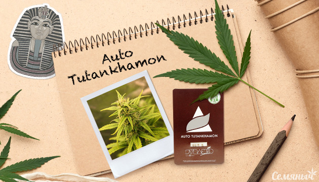 Гроурепорт сорта Auto Tutankhamon