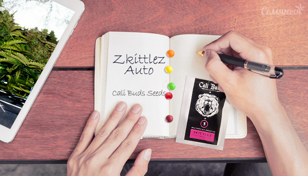 Гроурепорт сорта Zkittlez Auto