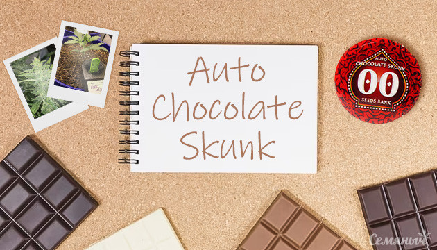 Гроурепорт Auto Chocolate Skunk fem от 00 Seeds