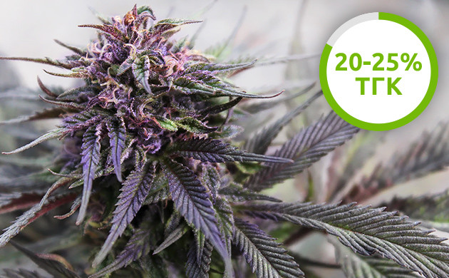 ТГК в фиолетовых сортах