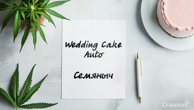 Гроурепорт сорта Wedding Cake Auto fem от Семяныча